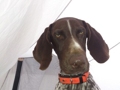 DSC_0388 м.jpg (112.6 КБ) Просмотров: 19245 DSC_0388 м.jpg