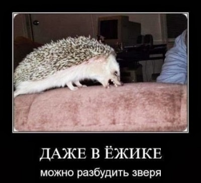 ежик.jpg
